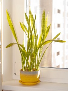 Indoor plant