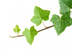 An ivy plant against a white background. Room for your text.