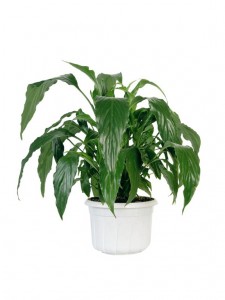 Green home plant in pot.