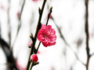 Plum Blossom