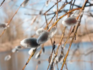 Blossom branches of willow on blur nature background