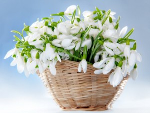 Snowdrops in basket