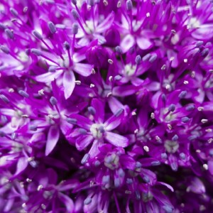 Ornamental allium flower