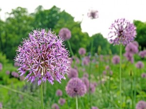 Close up of garlic blossom