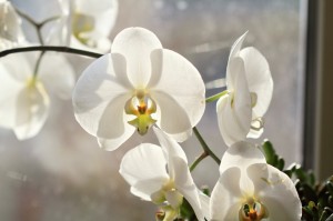 Phalaenopsis neboli murovec 2