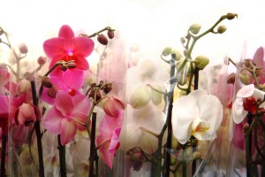 very nice orchid background