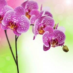 Orchid flowers