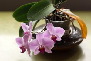 Phalaenopsis neboli murovec1