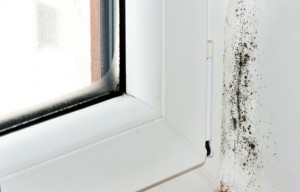 Moldy Corner