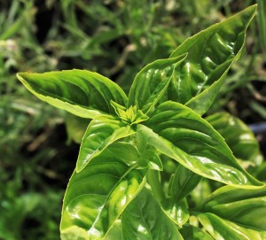 Basil