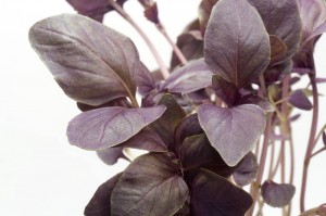 Close-up red basil
