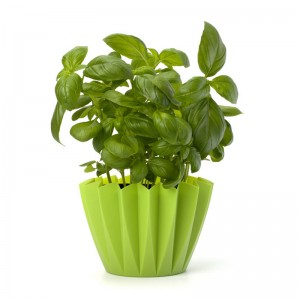 Sweet basil leaves