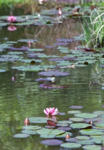 water lily in pond
