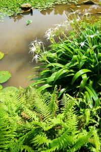 Little pond with ferns and flowers