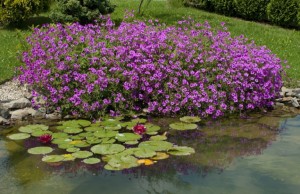 Small pond in the garden