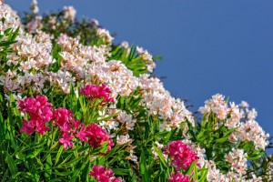 White and pink oleander flowers