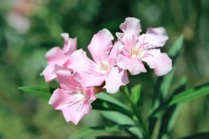 Nerium oleander flowers