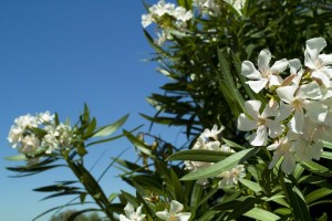 Oleander in flowering
