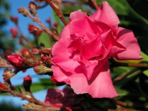 Pink oleander flower