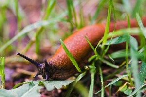 Nacktschnecke (Arion ater) - CP060249