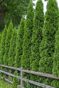 Thuja fence