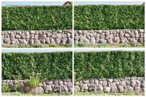 Four fragment of a  hedge