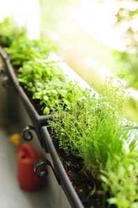 Balcony herb garden