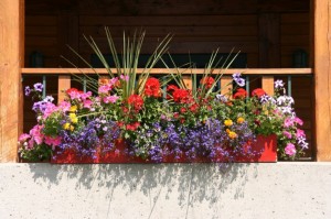 Flowers on balcony