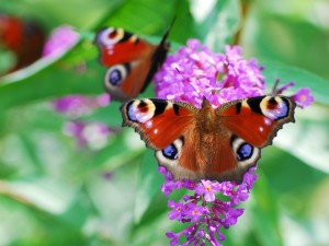 Peacock butterflies