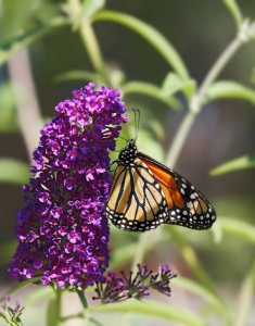 Monarch orange butterfly on Buddleia