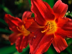 daylily