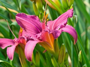 Purple daylily