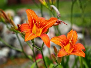 Flower Garden Bulbs