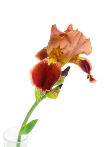 Big and beautiful flower iris closeup on white background
