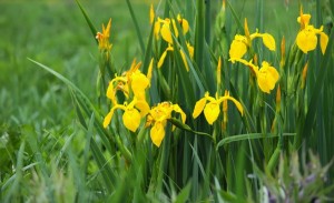 Yellow iris (Iris pseudacorus) beautiful wild flower