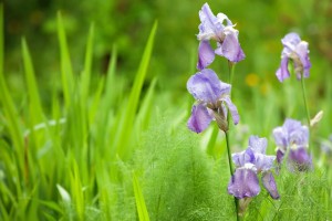 iris in wild garden