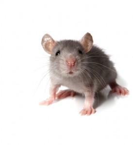 Gray mouse