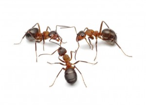 ants connecting with antennas to create network for decide probl