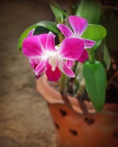 Pink orchid
