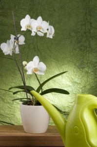 Beautiful white orchid