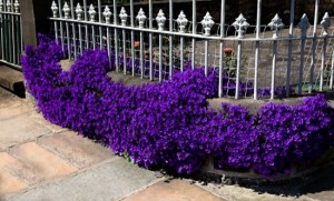Purple Flowers