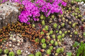 Rockery