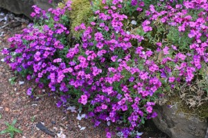 Beautiful aubrieta kitte