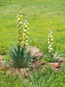 Plains Yucca blooming with large bell shaped flowers in a small rock garden