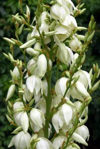 Yucca 3