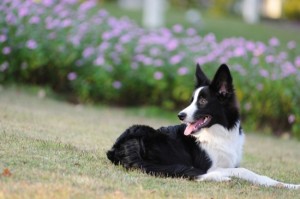 Border collie dog