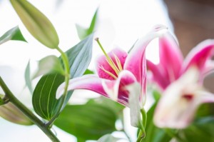 Pink lily.