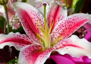 Lilly