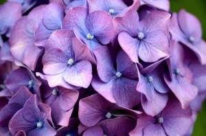 Hydrangea flower with deep violet.