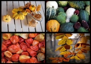 Autumnal Nature